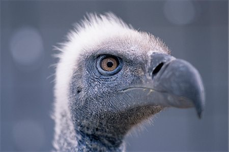 Gros plan du vautour du Cap en Afrique du Sud Photographie de stock - Rights-Managed, Code: 873-06440514