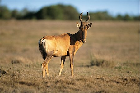 Rouge bubale Addo Elephant National Park Eastern Cape, Afrique du Sud Photographie de stock - Rights-Managed, Code: 873-06440516