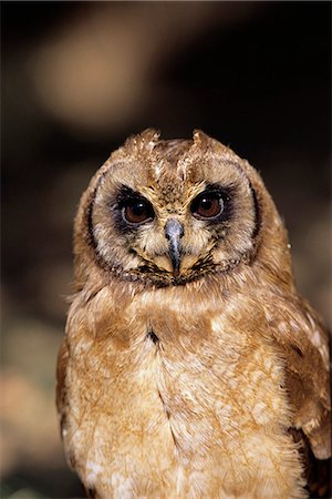 Portrait of Marsh Owl South Africa Foto de stock - Con derechos protegidos, Código: 873-06440513