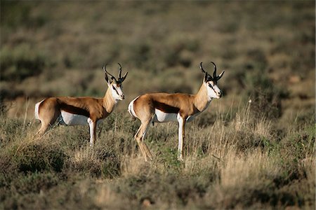 simsearch:873-06440813,k - Springbok in Field Karoo Park, Western Cape South Africa Foto de stock - Con derechos protegidos, Código: 873-06440524