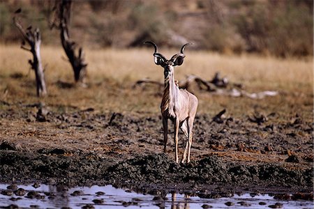 Kudu at Waterhole Damaraland, Namibia Africa Foto de stock - Con derechos protegidos, Código: 873-06440527