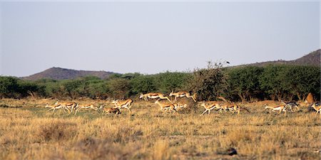 simsearch:873-06440156,k - Herd of Springbok Jumping in Field Erindi, Namibia Africa Foto de stock - Con derechos protegidos, Código: 873-06440528