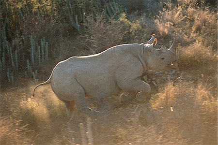 simsearch:873-06440302,k - Black Rhinoceros Running Through Field Addo Elephant National Park Eastern Cape, South Africa Foto de stock - Con derechos protegidos, Código: 873-06440532