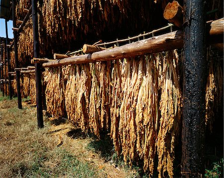 south africa and crops - Tobacco Hanging to Dry Mpumalanga, South Africa Stock Photo - Rights-Managed, Code: 873-06440579