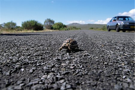 Tortoise Crossing Road Cape Peninsula National Park Western Cape, South Africa Foto de stock - Con derechos protegidos, Código: 873-06440572