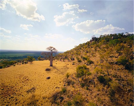 simsearch:873-06440985,k - Thulamela Ruins and Baobab Tree Kruger National Park Northern Province, South Africa Stock Photo - Rights-Managed, Code: 873-06440619