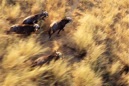 simsearch:862-03289564,k - Buffalo Herd Kruger National Park Mpumalanga, South Africa Foto de stock - Con derechos protegidos, Código: 873-06440610