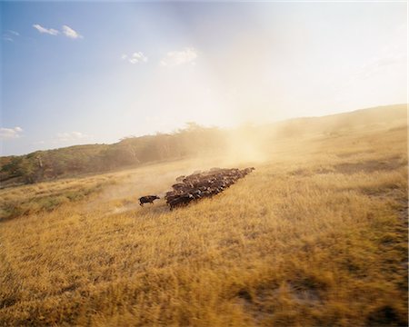 simsearch:873-06440515,k - Troupeau de buffles Kruger National Park Mpumalanga, Afrique du Sud Photographie de stock - Rights-Managed, Code: 873-06440612