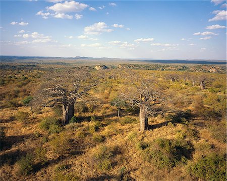 simsearch:873-06440985,k - Thulamela Ruins and Baobab Tree Kruger National Park Northern Province, South Africa Stock Photo - Rights-Managed, Code: 873-06440621