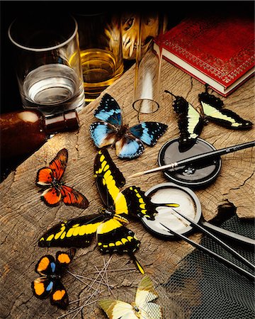 Butterfly Collection Stock Photo - Rights-Managed, Code: 873-06440653