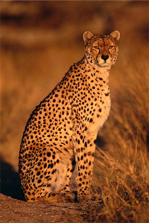 Cheetah Stock Photo - Rights-Managed, Code: 873-06440665