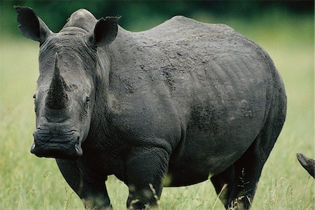 simsearch:841-02925442,k - Rhinoceros Stock Photo - Rights-Managed, Code: 873-06440661