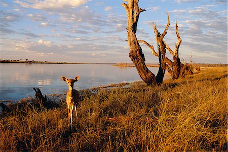 simsearch:873-06440514,k - Guib harnaché par la rivière Chobe Photographie de stock - Rights-Managed, Code: 873-06440663