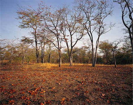Mopane Forest Luangwa Valley, Zambia Stock Photo - Rights-Managed, Code: 873-06440696