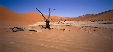 simsearch:873-06440710,k - Sossusvlei, désert du Namib Namibie Afrique Photographie de stock - Rights-Managed, Code: 873-06440709