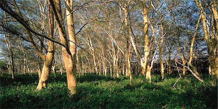 simsearch:873-06441235,k - Yellow Fever Trees Mkuzi Game Reserve, KwaZulu Natal South Africa Stock Photo - Rights-Managed, Code: 873-06440754