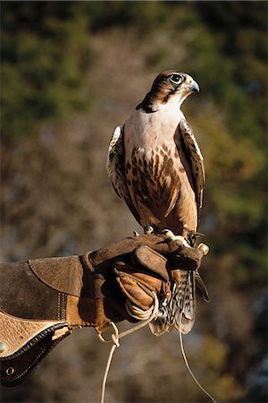Lanner Falcon Foto de stock - Con derechos protegidos, Código: 873-06440815