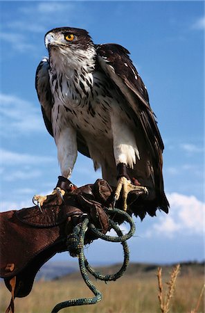 African Hawk Foto de stock - Con derechos protegidos, Código: 873-06440812