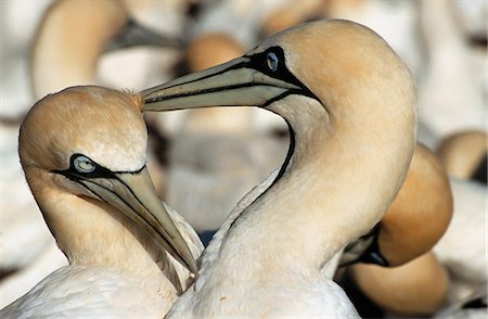 Cape Gannets Stock Photo - Rights-Managed, Code: 873-06440827