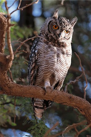 simsearch:873-06440480,k - Spotted Eagle Owl Foto de stock - Con derechos protegidos, Código: 873-06440822