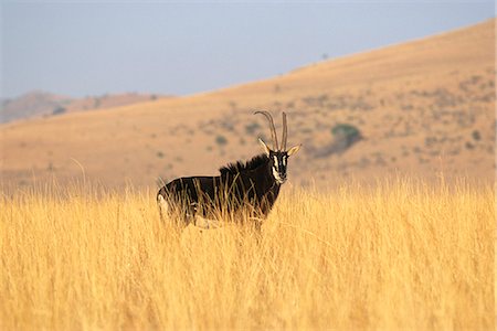 Sable Antelope in Field, North West Province, South Africa Foto de stock - Con derechos protegidos, Código: 873-06440846