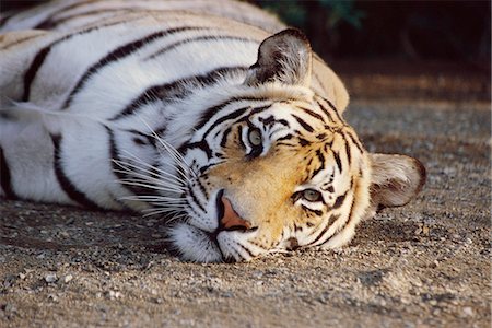 simsearch:873-06440945,k - Portrait of Tiger Foto de stock - Con derechos protegidos, Código: 873-06440918