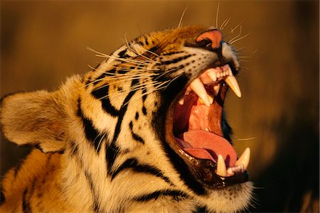 simsearch:873-06440967,k - Tiger Yawning Foto de stock - Con derechos protegidos, Código: 873-06440925