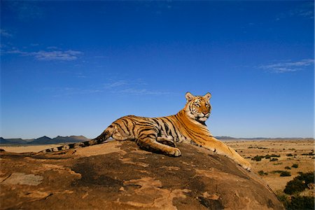Portrait de tigre Photographie de stock - Rights-Managed, Code: 873-06440922