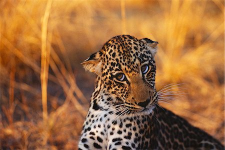 Portrait of Leopard Cub Stock Photo - Rights-Managed, Code: 873-06440938