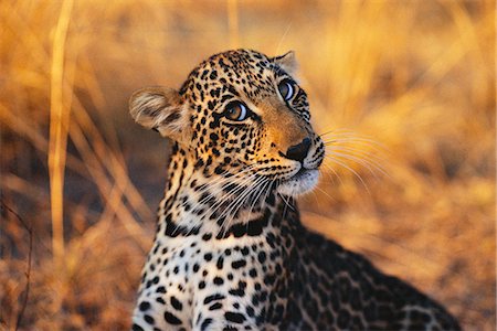 reserva de caza sabi sands - Portrait of Leopard Cub Foto de stock - Con derechos protegidos, Código: 873-06440939
