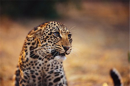 simsearch:873-06440928,k - Leopard avec Expression menacée Photographie de stock - Rights-Managed, Code: 873-06440940