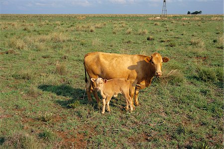 simsearch:873-06441080,k - Mère et le veau dans le champ, North West Province, Afrique du Sud Photographie de stock - Rights-Managed, Code: 873-06440977