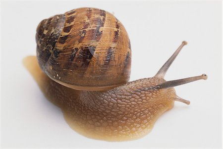 Snail Fotografie stock - Rights-Managed, Codice: 873-06440990