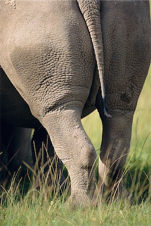 simsearch:859-08244616,k - Rhinoceros' Tail and Legs Foto de stock - Con derechos protegidos, Código: 873-06440992