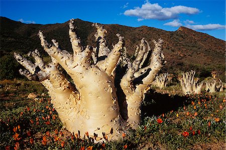 Wild Grape Tree, Namaqualand, South Africa Stock Photo - Rights-Managed, Code: 873-06441080