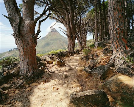 simsearch:873-06675568,k - Path in Forest, Summit of Lion's Head in Background, Cape Town, Western Cape, South Africa Stock Photo - Rights-Managed, Code: 873-06441098