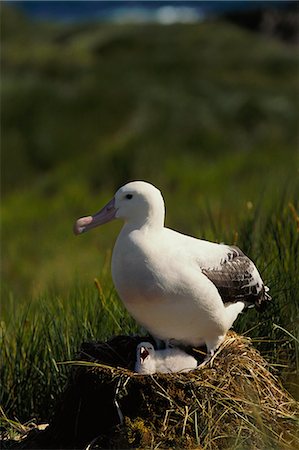 Mère oiseau assis sur le nid, île de Géorgie du Sud, Antarctique Photographie de stock - Rights-Managed, Code: 873-06441186