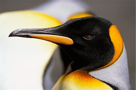 penguin beak close up - King Penguin, South Georgia Island, Antarctica Stock Photo - Rights-Managed, Code: 873-06441181