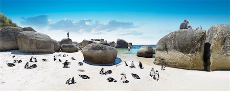 piedra grande - Penguins at Boulders Beach, Western Cape Foto de stock - Con derechos protegidos, Código: 873-06675573