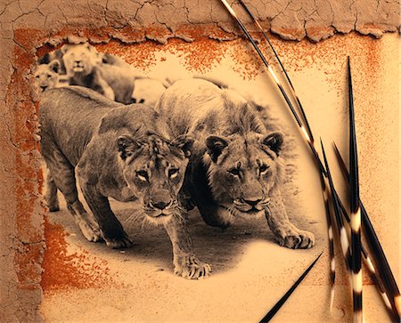 Lionesses Stalking Photographie de stock - Rights-Managed, Code: 873-06752685