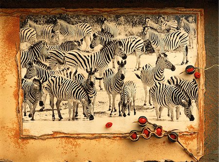 A Herd of Zebra Photographie de stock - Rights-Managed, Code: 873-06752686