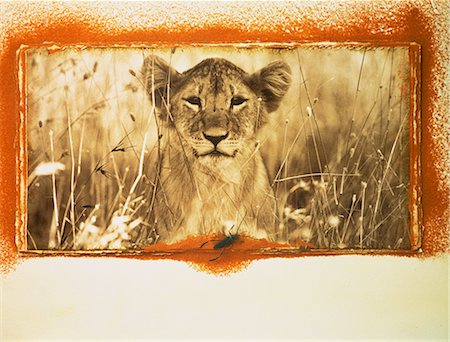 Portrait of Lion Cub in Long Grass Foto de stock - Con derechos protegidos, Código: 873-06752687
