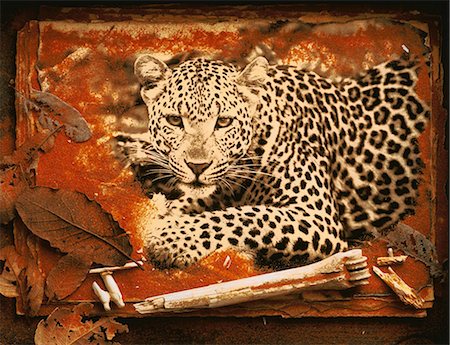 photograph print - Collage of Leopard with Bones and Leaves Stock Photo - Rights-Managed, Code: 873-06752683