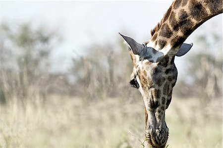 Close up of giraffe, Madikwe Game Reserve, North West Province, South Africa Foto de stock - Con derechos protegidos, Código: 873-07156648