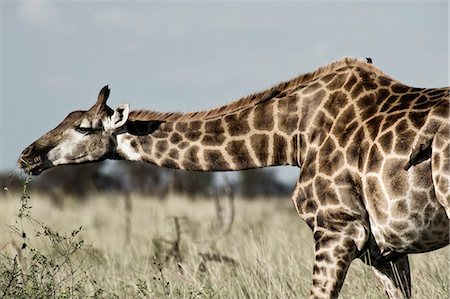 Giraffe bending down to nibble on bush, Madikwe Game Reserve,  North West Province,  South Africa Stockbilder - Lizenzpflichtiges, Bildnummer: 873-07156641
