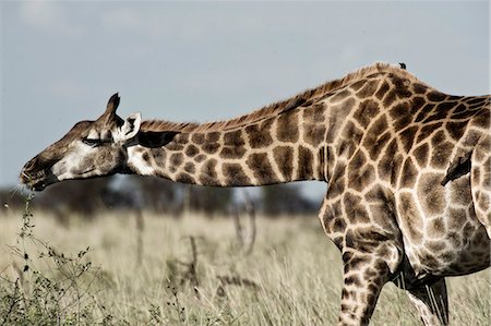 south africa safari - Giraffe bending down to nibble on bush, Madikwe Game Reserve,  North West Province,  South Africa Stock Photo - Rights-Managed, Code: 873-07156641