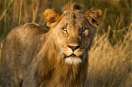 Male lion, Madikwe Game Reserve, North West Province, South Africa Foto de stock - Direito Controlado, Número: 873-07156653