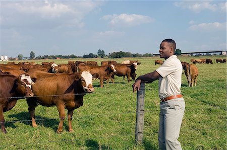 simsearch:873-07157033,k - Man looking at cows grazing in field, side view Photographie de stock - Rights-Managed, Code: 873-07156684