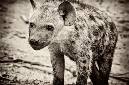 Hyena looking at the camera Stock Photo - Rights-Managed, Code: 873-07156691