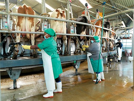 simsearch:873-07156777,k - Applying teatcups of the milking unit onto the dairy cows, Burnside Dairy Farm Stock Photo - Rights-Managed, Code: 873-07156777